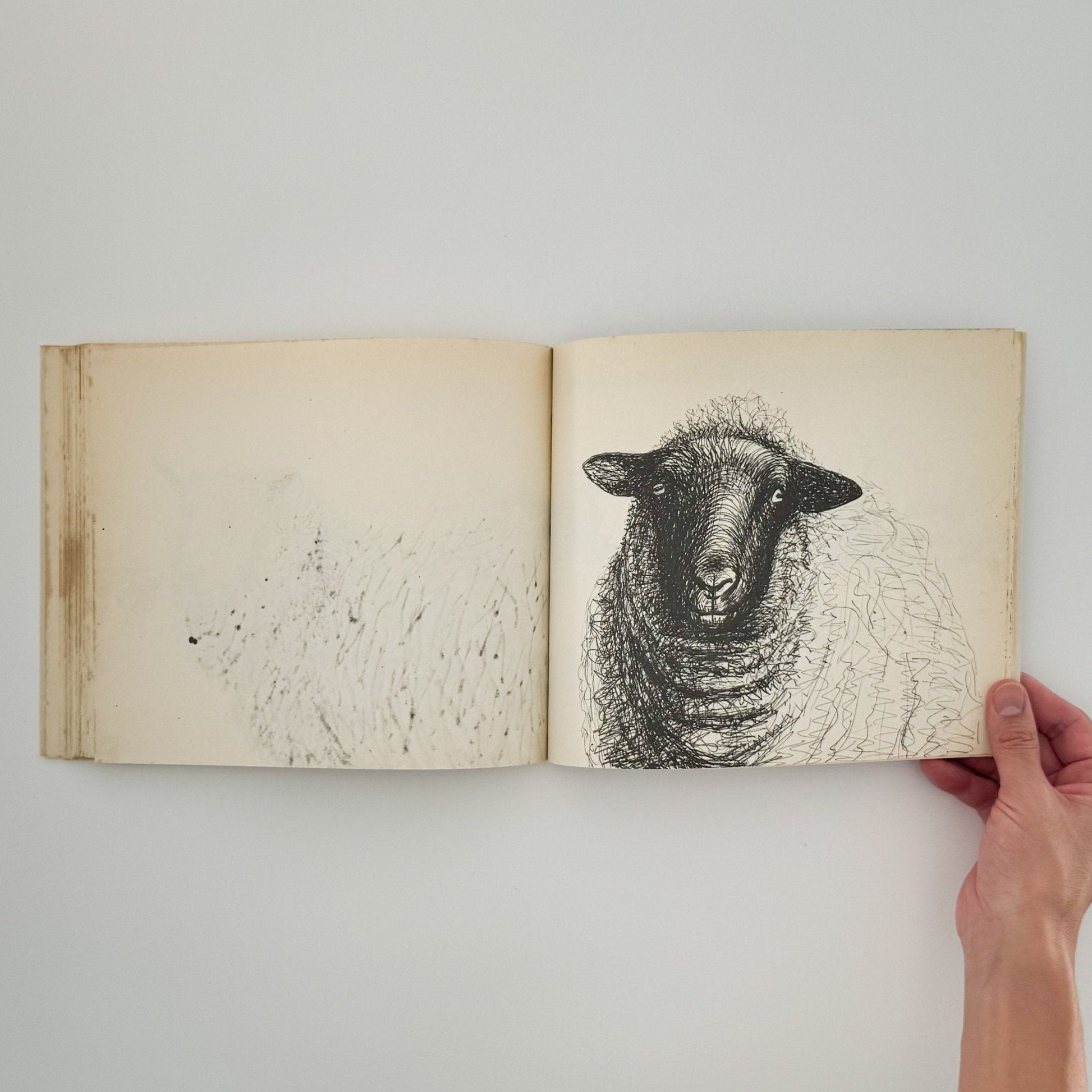 ヘンリー・ムーア　羊のスケッチブック Henry Moore's Sheep Sketchbook - 文福