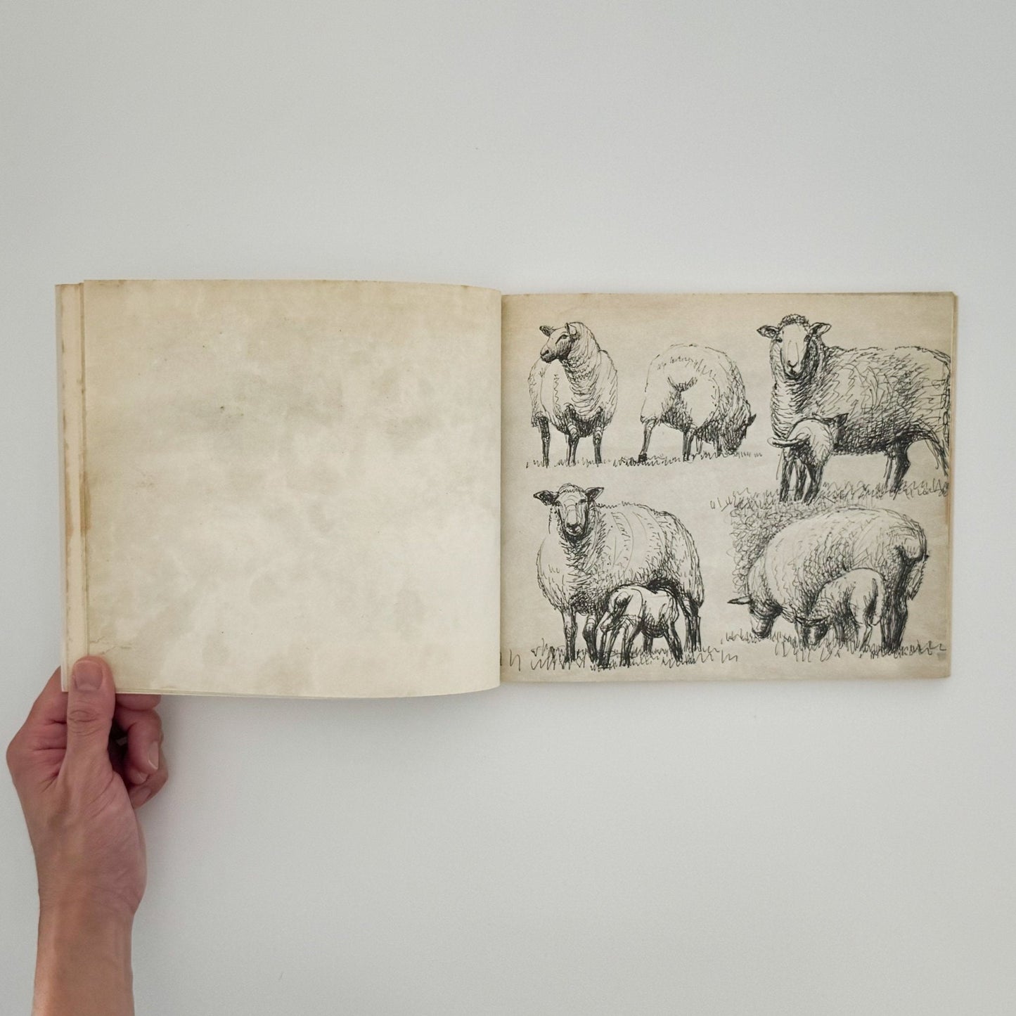 ヘンリー・ムーア　羊のスケッチブック Henry Moore's Sheep Sketchbook - 文福