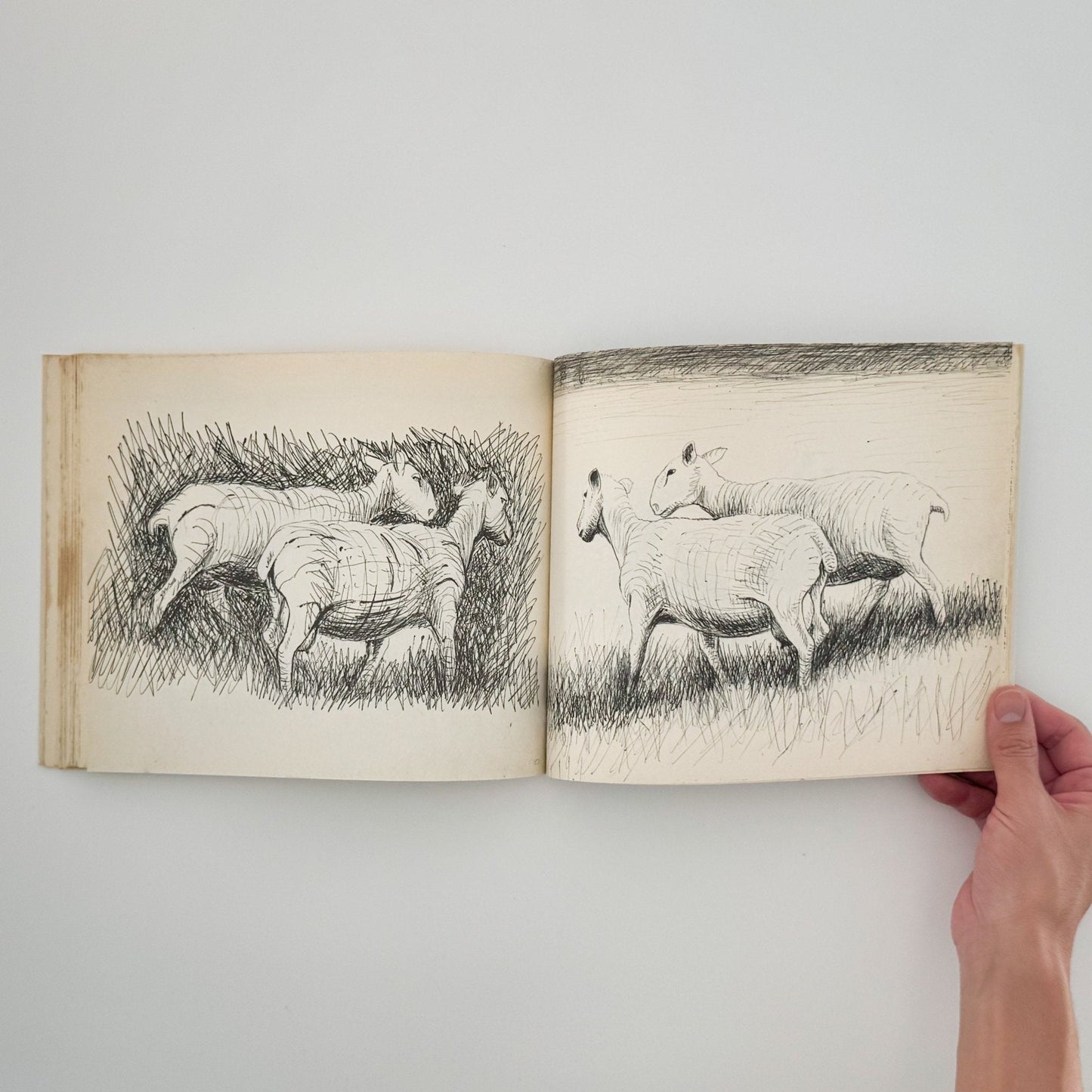 ヘンリー・ムーア　羊のスケッチブック Henry Moore's Sheep Sketchbook - 文福