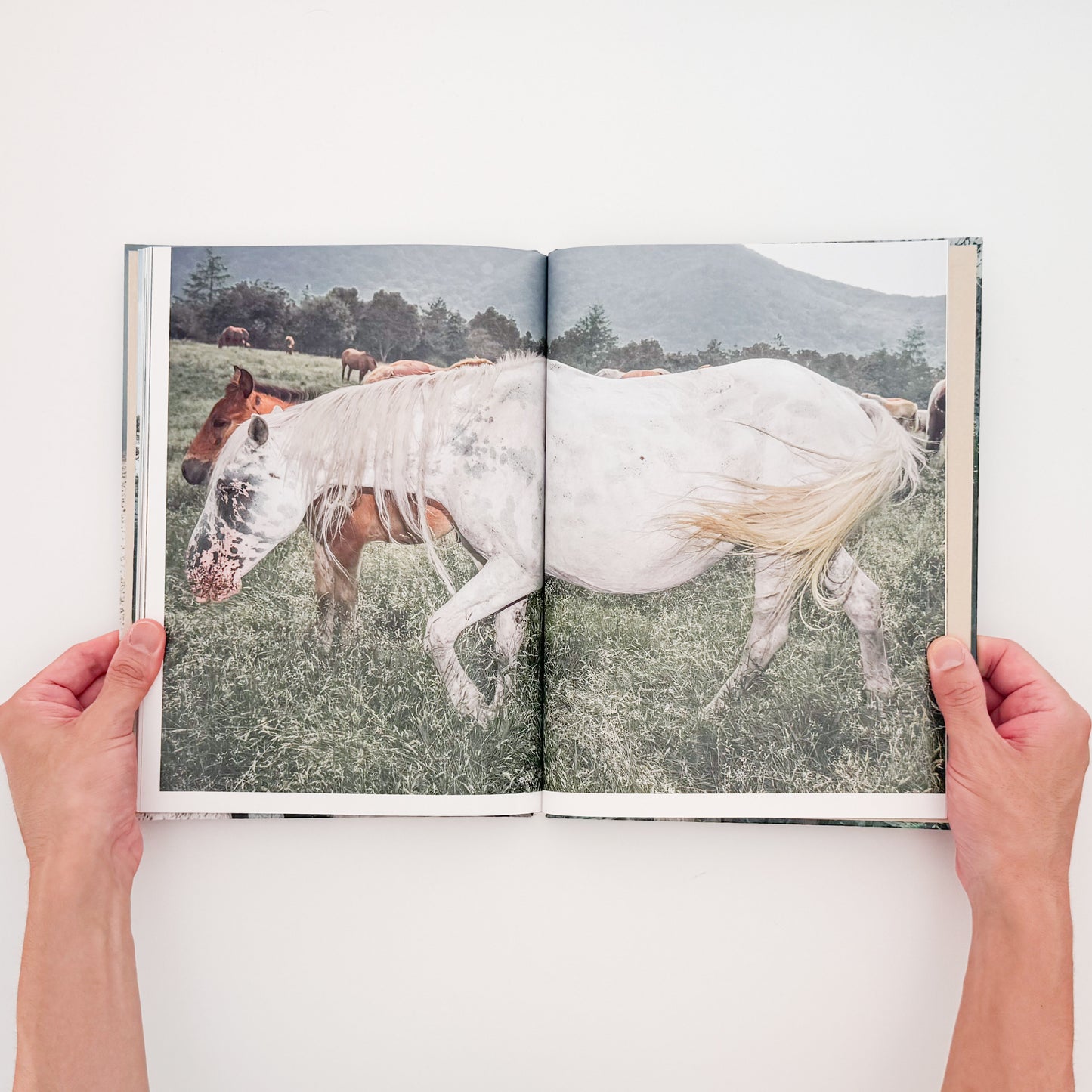 遠藤文香: ENDO Ayaka『Pneuma』roshin books刊行、遠野の馬と風景を撮影した写真集