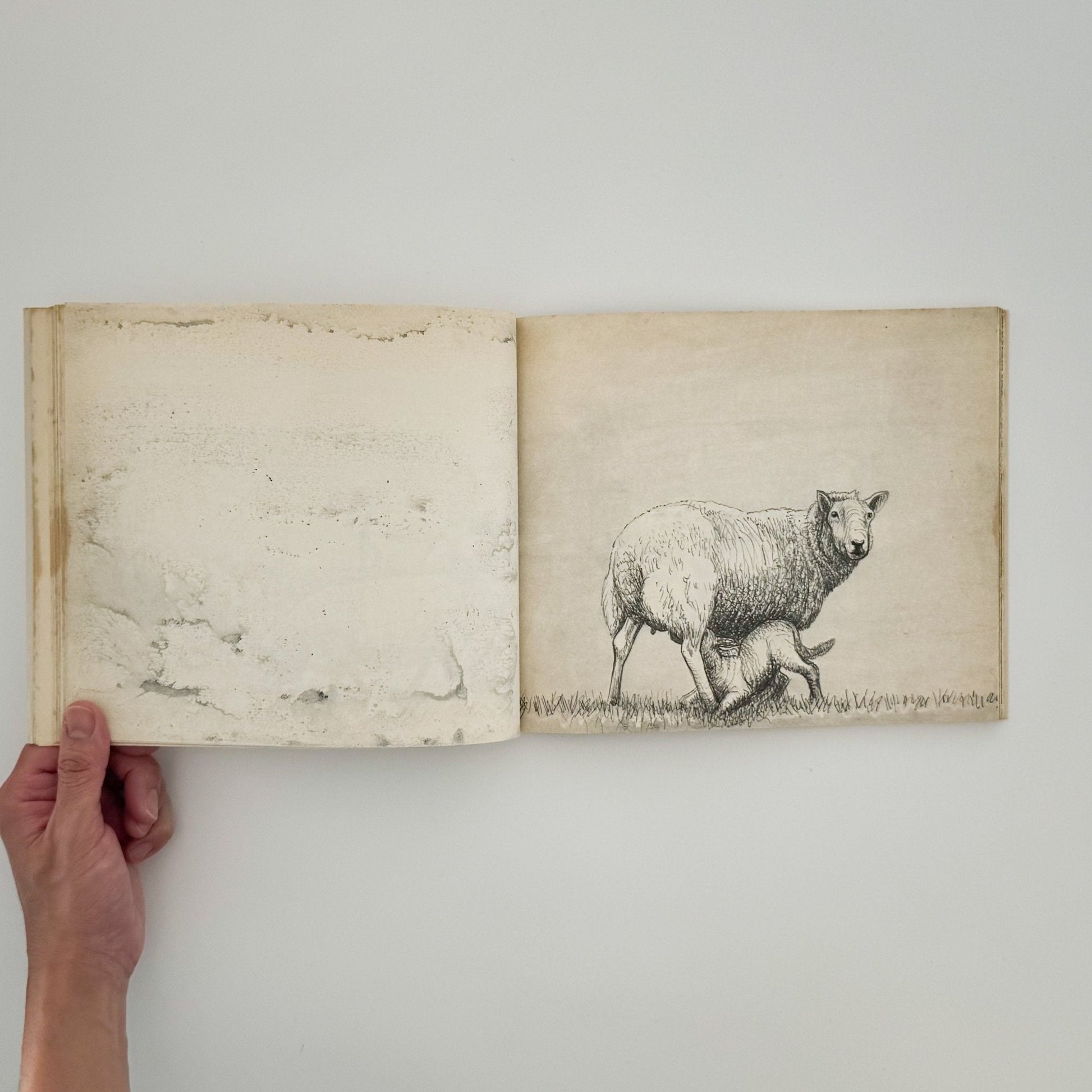 ヘンリー・ムーア　羊のスケッチブック Henry Moore's Sheep Sketchbook - 文福