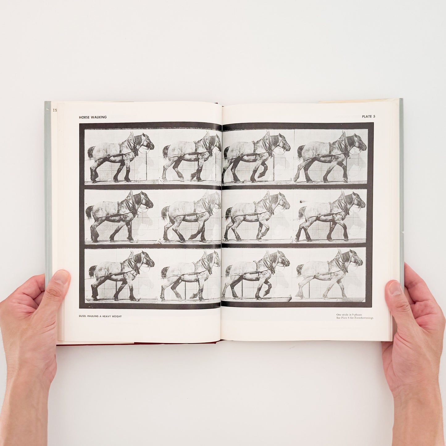 Eadweard Muybridge : Animals in Motion , The Human Figure in Motion｜DOVER - 文福