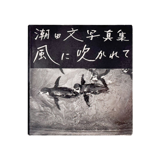 潮田文 : 風に吹かれて｜写真通信社 - 文福 BUNBUKU