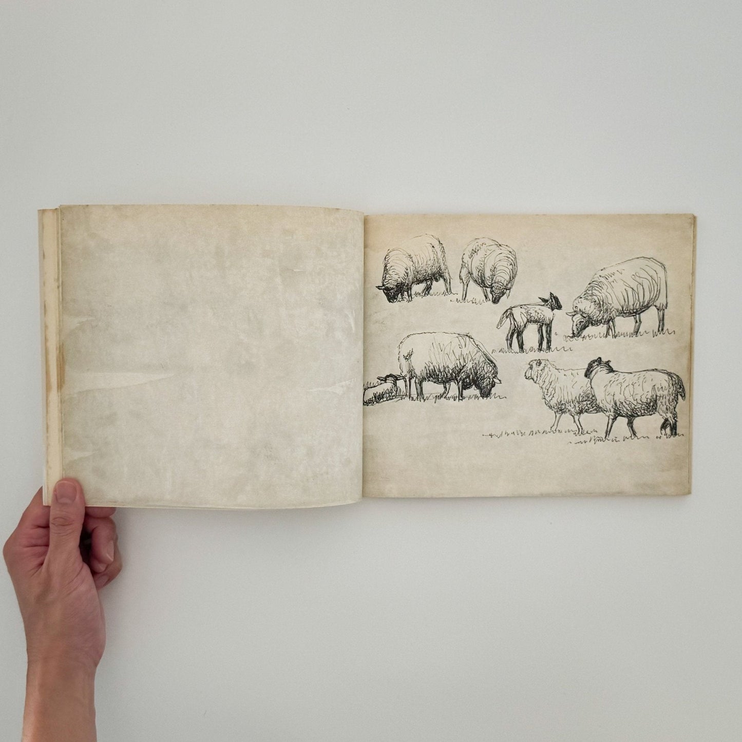 ヘンリー・ムーア　羊のスケッチブック Henry Moore's Sheep Sketchbook - THAMES AND HUDSON - 文福
