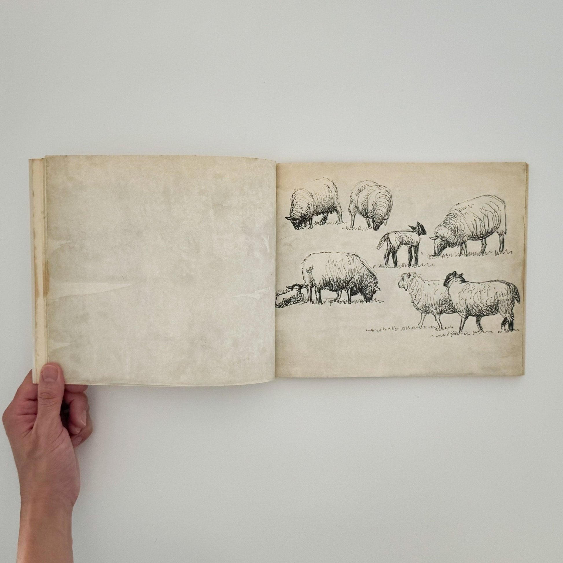 ヘンリー・ムーア　羊のスケッチブック Henry Moore's Sheep Sketchbook - THAMES AND HUDSON - 文福