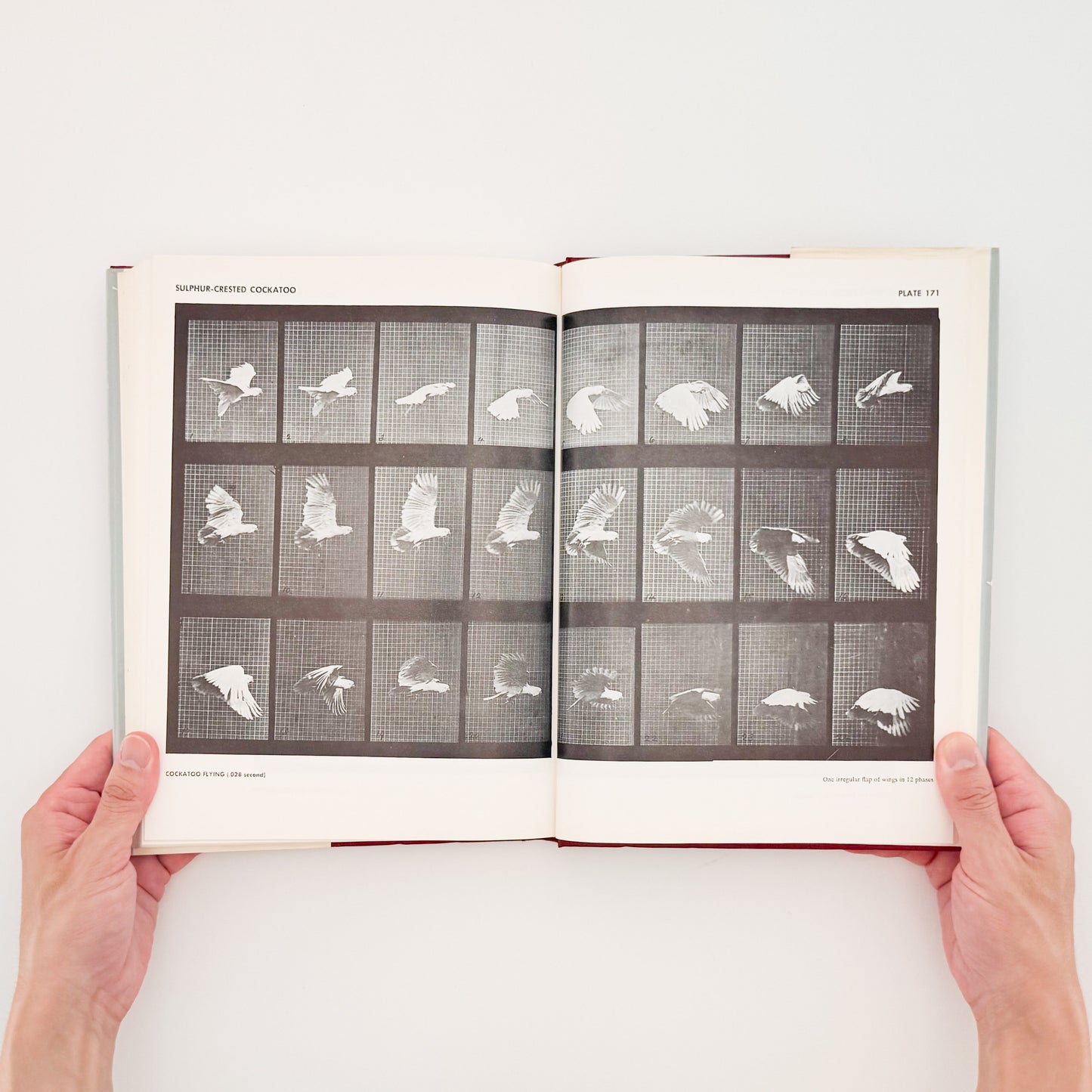 Eadweard Muybridge : Animals in Motion , The Human Figure in Motion｜DOVER - 文福