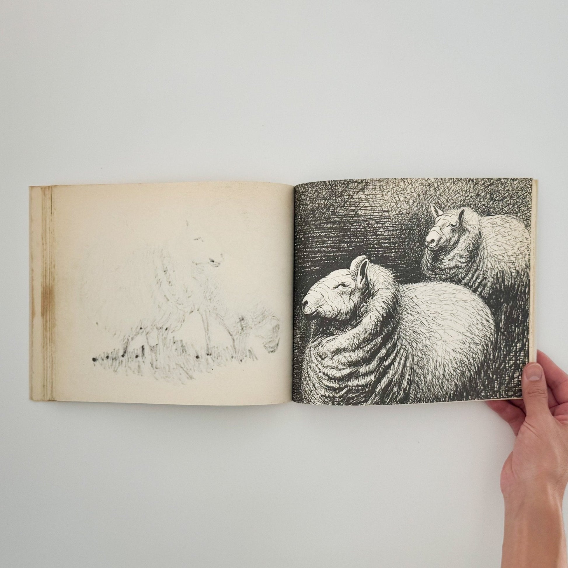 ヘンリー・ムーア　羊のスケッチブック Henry Moore's Sheep Sketchbook - 文福