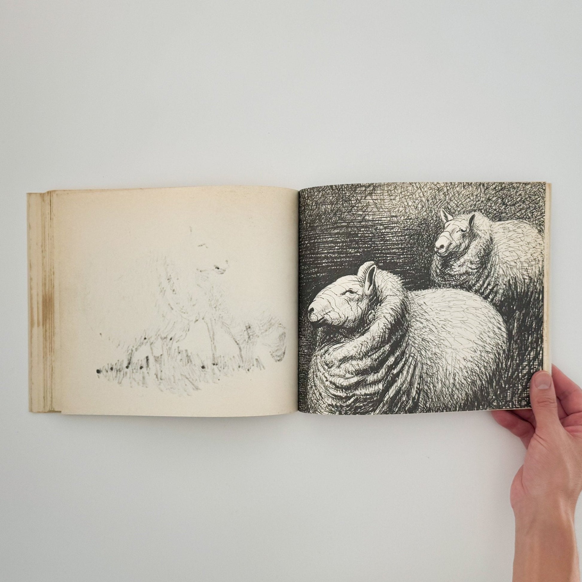 ヘンリー・ムーア　羊のスケッチブック Henry Moore's Sheep Sketchbook - 文福