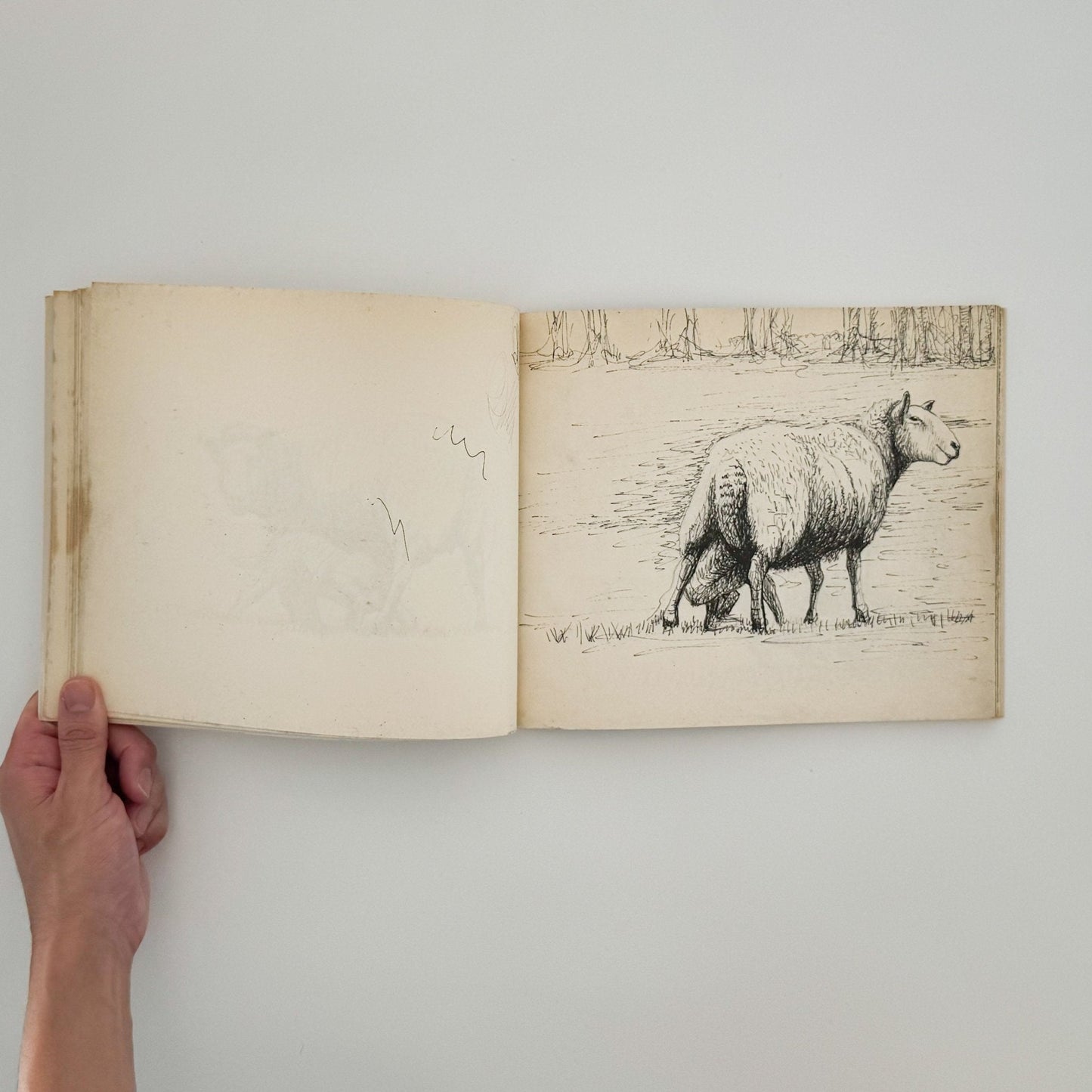 ヘンリー・ムーア　羊のスケッチブック Henry Moore's Sheep Sketchbook - THAMES AND HUDSON - 文福