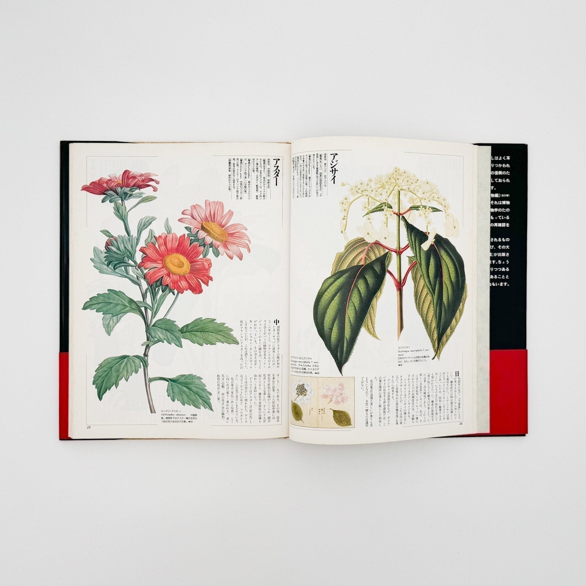 荒俣宏　花の王国１　園芸植物 - 平凡社 - 文福