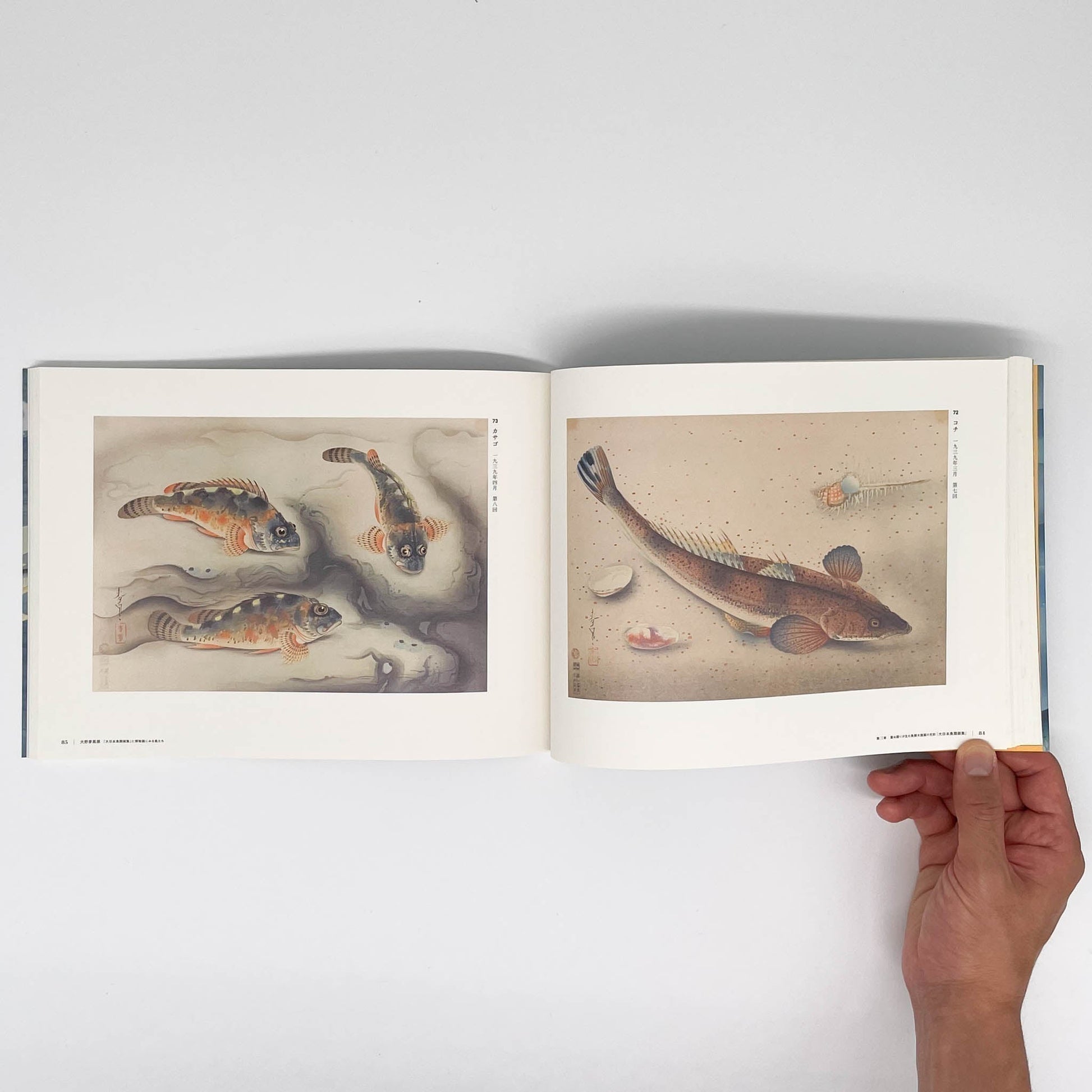 大野麥風展　「大日本魚類画集」と博物画にみる魚たち - 東京ステーションギャラリー - 文福