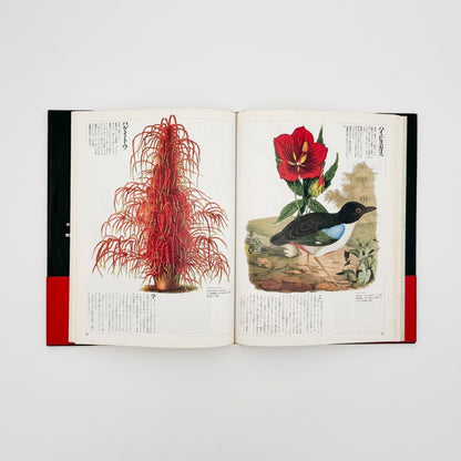 荒俣宏　花の王国１　園芸植物 - 平凡社 - 文福