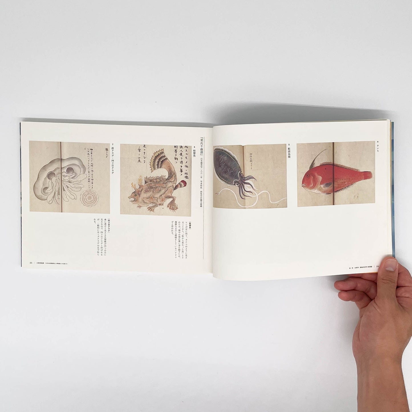 大野麥風展　「大日本魚類画集」と博物画にみる魚たち - 東京ステーションギャラリー - 文福