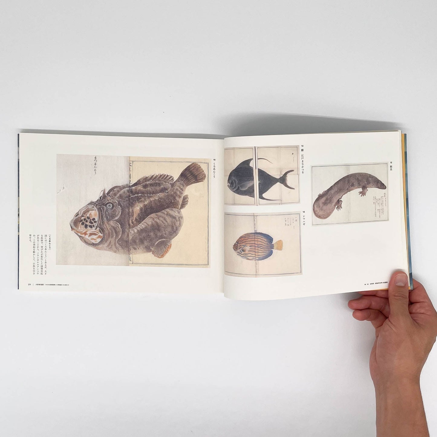 大野麥風展　「大日本魚類画集」と博物画にみる魚たち - 東京ステーションギャラリー - 文福