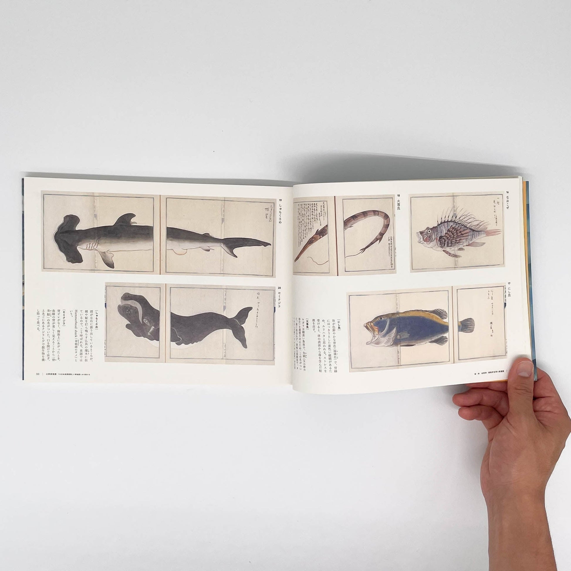 大野麥風展　「大日本魚類画集」と博物画にみる魚たち - 東京ステーションギャラリー - 文福