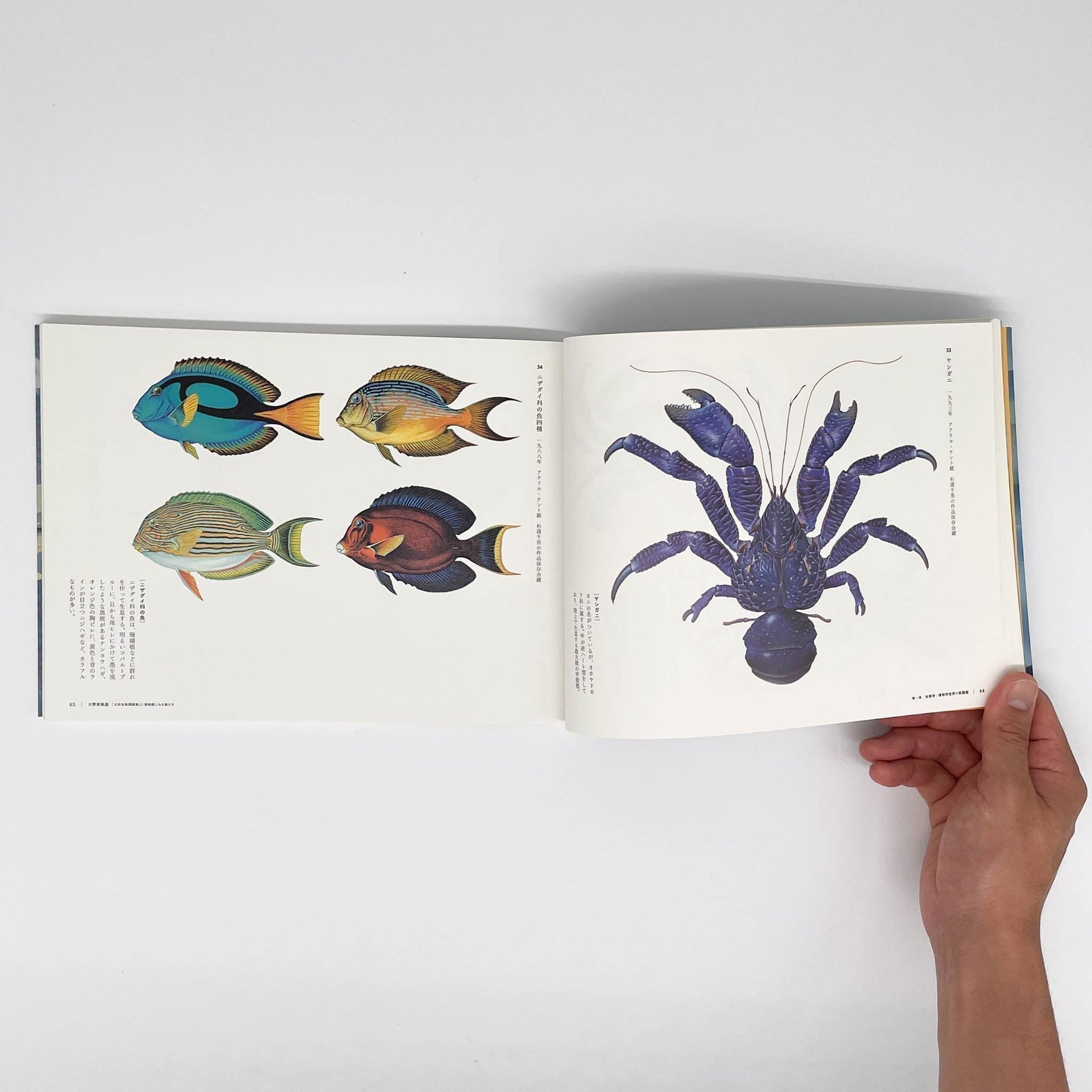大野麥風展　「大日本魚類画集」と博物画にみる魚たち - 東京ステーションギャラリー - 文福