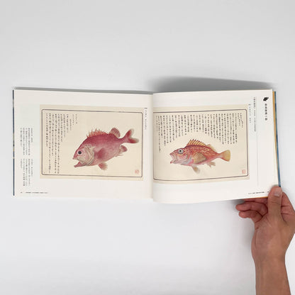 大野麥風展　「大日本魚類画集」と博物画にみる魚たち - 東京ステーションギャラリー - 文福